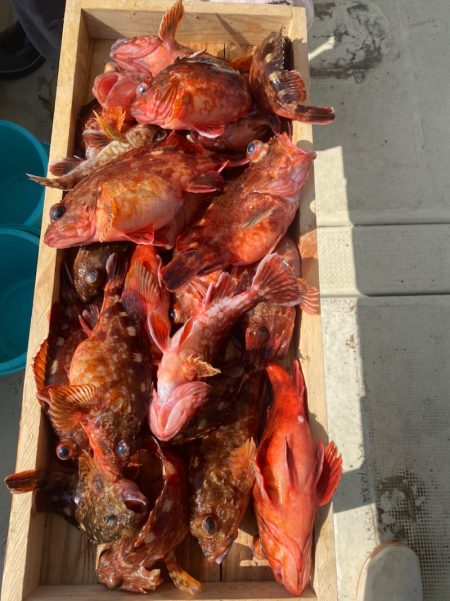 岡田釣船 八英丸 釣果