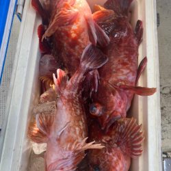 岡田釣船 八英丸 釣果