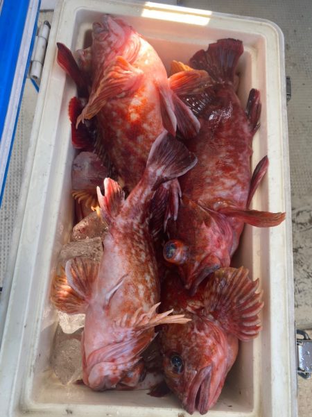 岡田釣船 八英丸 釣果