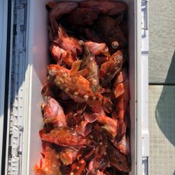 フィッシング　キッタカ 釣果