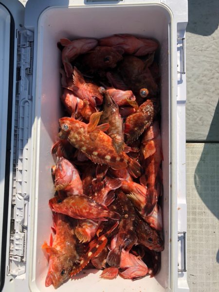 フィッシング　キッタカ 釣果