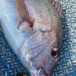 龍神丸（鹿児島） 釣果