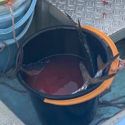 あみや渡船 JIGBOY 釣果