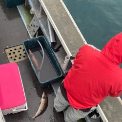 シーランチ 釣果