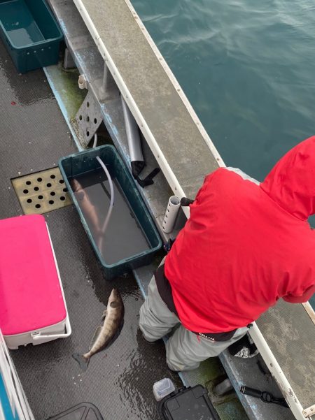 シーランチ 釣果
