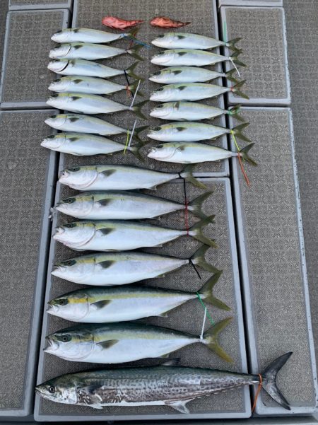 SeaRide(シーライド) 釣果