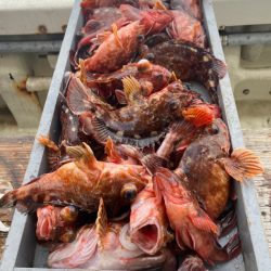 岡田釣船 八英丸 釣果