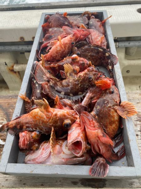 岡田釣船　八英丸 釣果