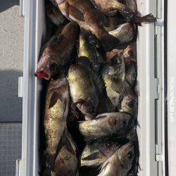 フィッシング　キッタカ 釣果