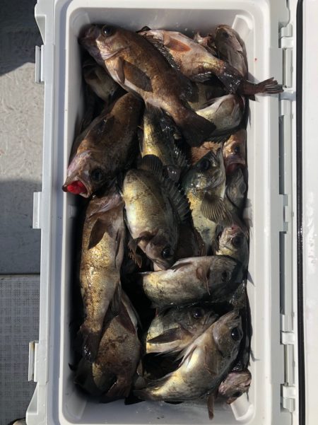 フィッシング　キッタカ 釣果