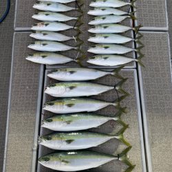 SeaRide(シーライド) 釣果