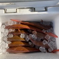 遊漁船高橋 釣果