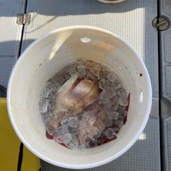 遊漁船高橋 釣果