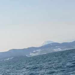 シーランチ 釣果