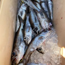 ＴＡＲＯＭＡＲＵ 釣果