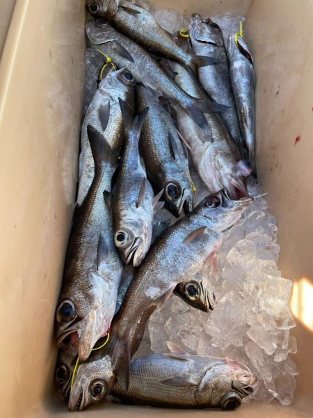 ＴＡＲＯＭＡＲＵ 釣果