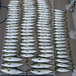 SeaRide(シーライド) 釣果