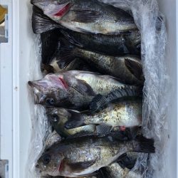 フィッシング　キッタカ 釣果