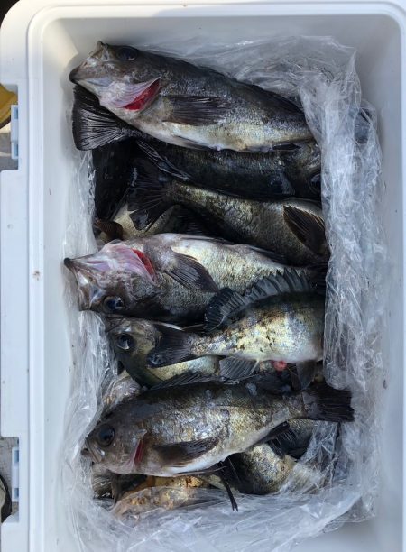 フィッシング　キッタカ 釣果