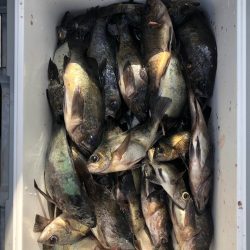 フィッシング　キッタカ 釣果