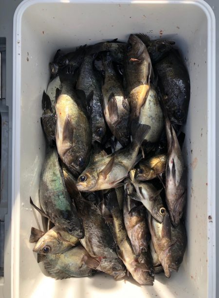 フィッシング　キッタカ 釣果