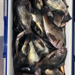 フィッシング キッタカ 釣果