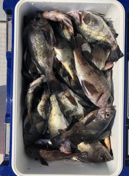 フィッシング キッタカ 釣果