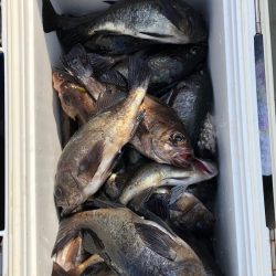 フィッシング　キッタカ 釣果