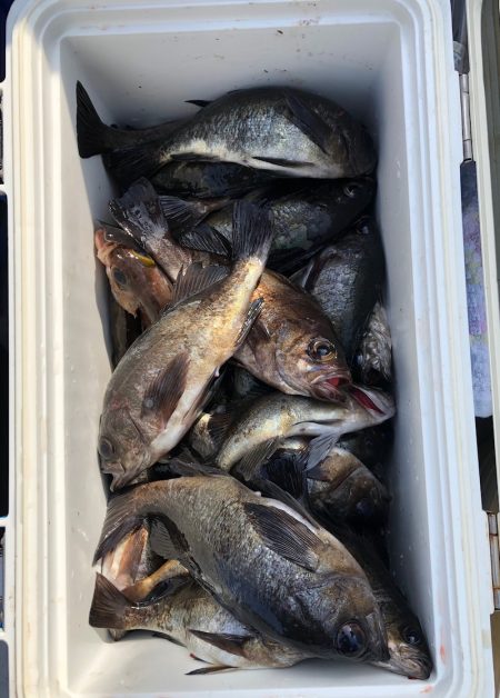 フィッシング　キッタカ 釣果