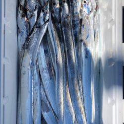 フィッシング　キッタカ 釣果