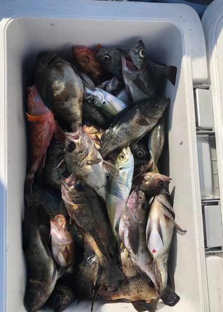 フィッシング　キッタカ 釣果