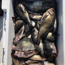 フィッシング キッタカ 釣果