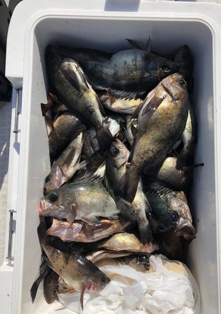 フィッシング キッタカ 釣果