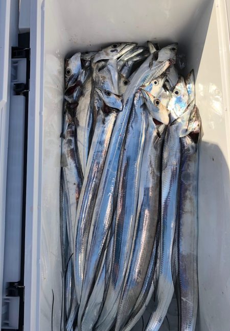 フィッシング キッタカ 釣果