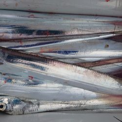 シースナイパー海龍 釣果