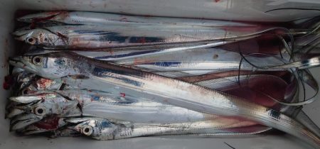 シースナイパー海龍 釣果