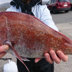 第三共栄丸 釣果