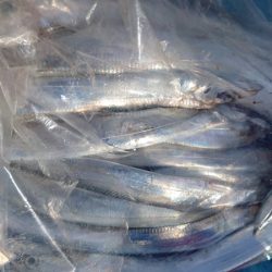 シースナイパー海龍 釣果