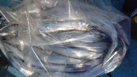 シースナイパー海龍 釣果