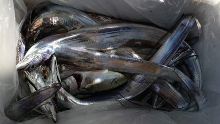 シースナイパー海龍 釣果