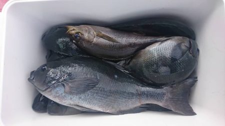 しば渡船 釣果