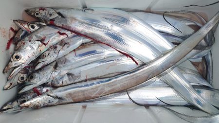 シースナイパー海龍 釣果