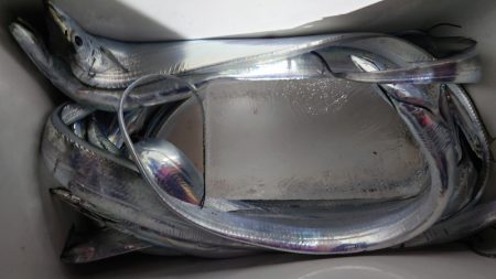 シースナイパー海龍 釣果