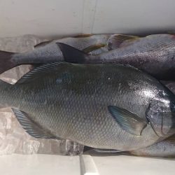 しば渡船 釣果