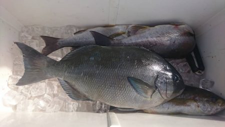 しば渡船 釣果
