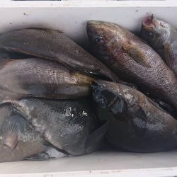 しば渡船 釣果