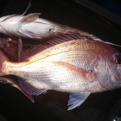 第三共栄丸 釣果