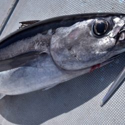 渡船屋たにぐち 釣果
