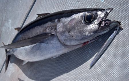 渡船屋たにぐち 釣果