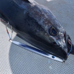 渡船屋たにぐち 釣果